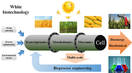 生物能源與生物基化學(xué)品過(guò)程研究室