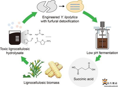 祁慶生教授團(tuán)隊(duì)在木質(zhì)纖維素水解液高效轉(zhuǎn)化非糧生物基丁二酸的研究中取得重要進(jìn)展